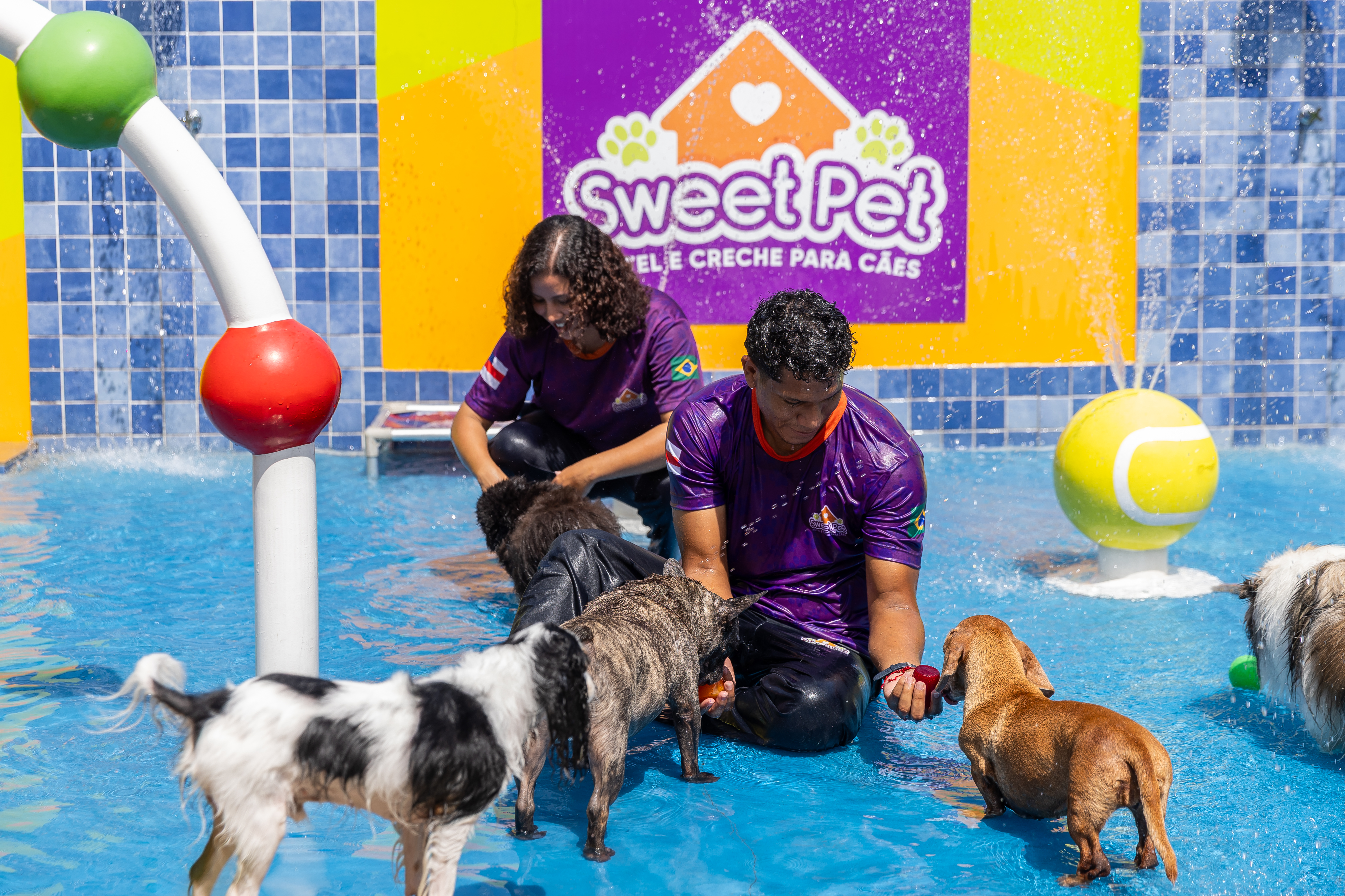 Dogs brincando na piscina do Espaço Acqua