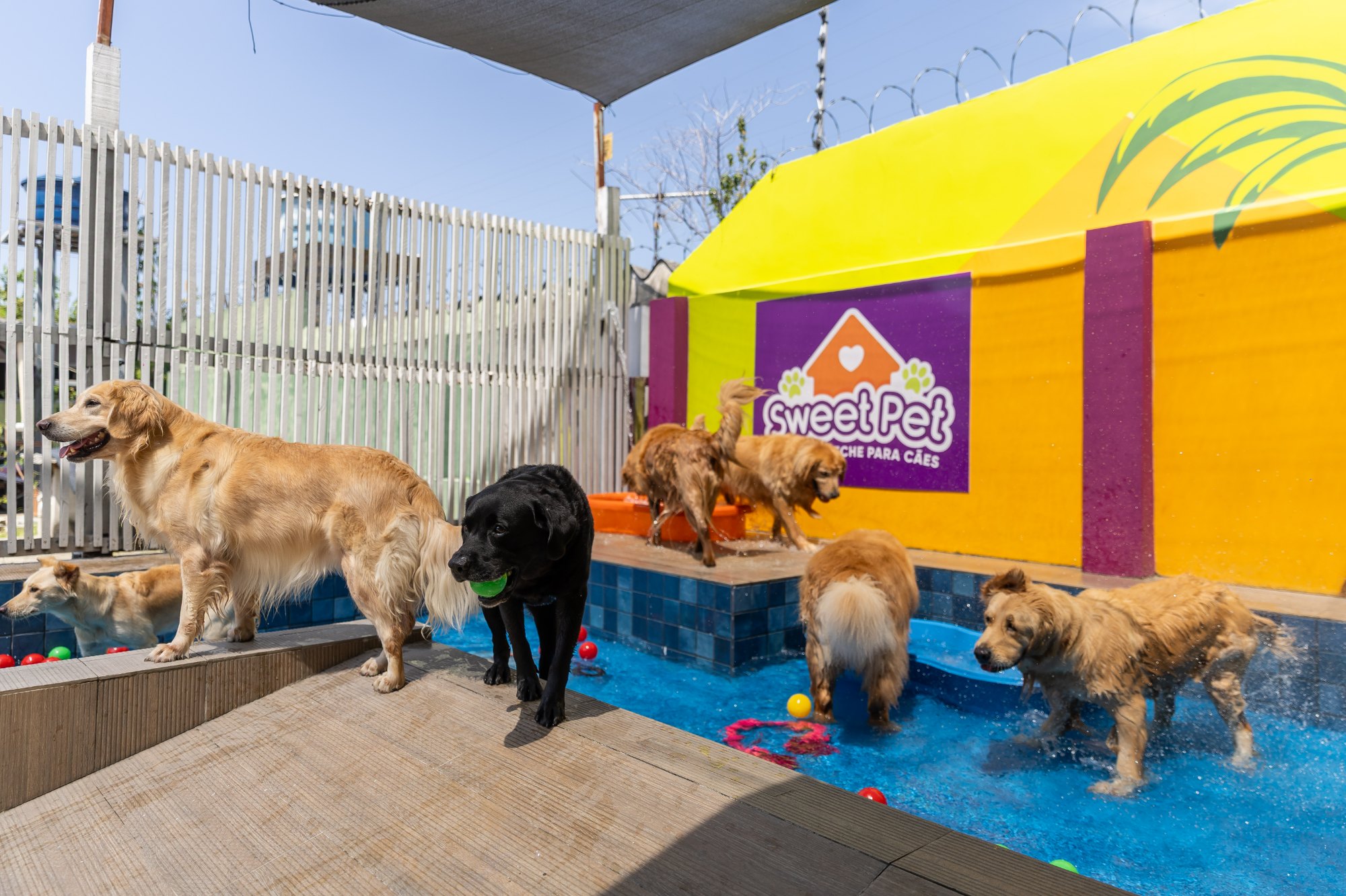 Dog relaxando na piscininha em frente ao mural Sweet Pet