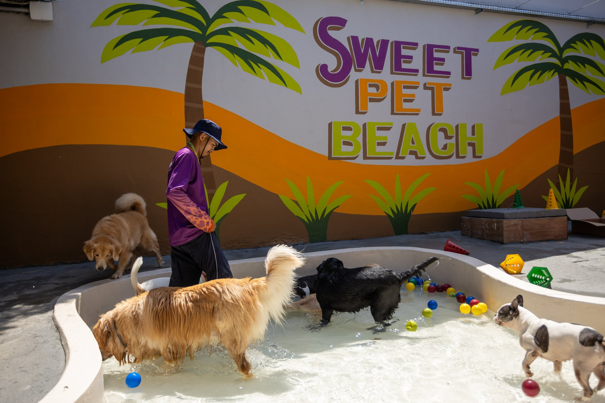 Dogs brincando na piscina do Sweet Pet Beach, unidade Parque 10